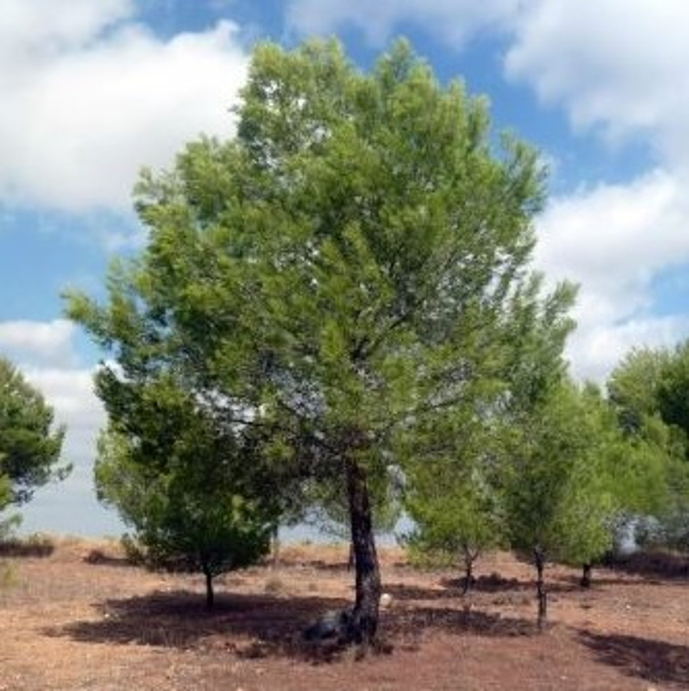 Pinus halepensis - C5 60-80 CM